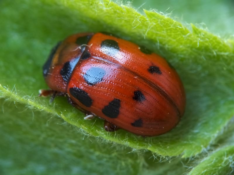 Gonioctena decemnotata (Marsham, 1802)